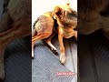 ye kya ho raha hai isko ? #dogs video #viral