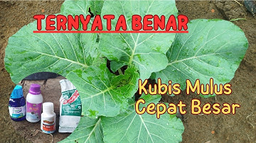 RAHASIA, CARA KUBIS MULUS BEBAS HAMA ULAT, JARANG YANG TAHU