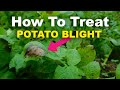 Blight How To Treat Prevent And Diagnose Potato And Tomato Blight Blight How To Treat Prevent And Diagnose Potato And Tomato Blight
