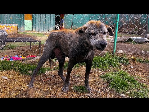 Roadside Dog with Severe Skin Disease Rescued | Jugnu’s Healing Journey