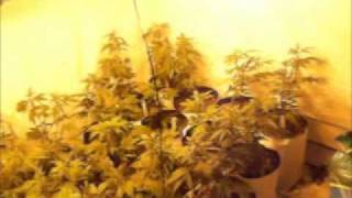 tbones grow room end of harvest