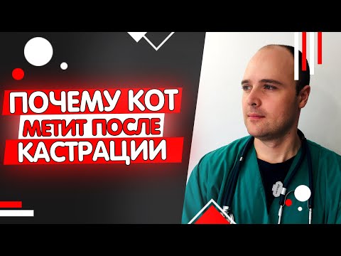 Почему кот метит после кастрации, основные причины