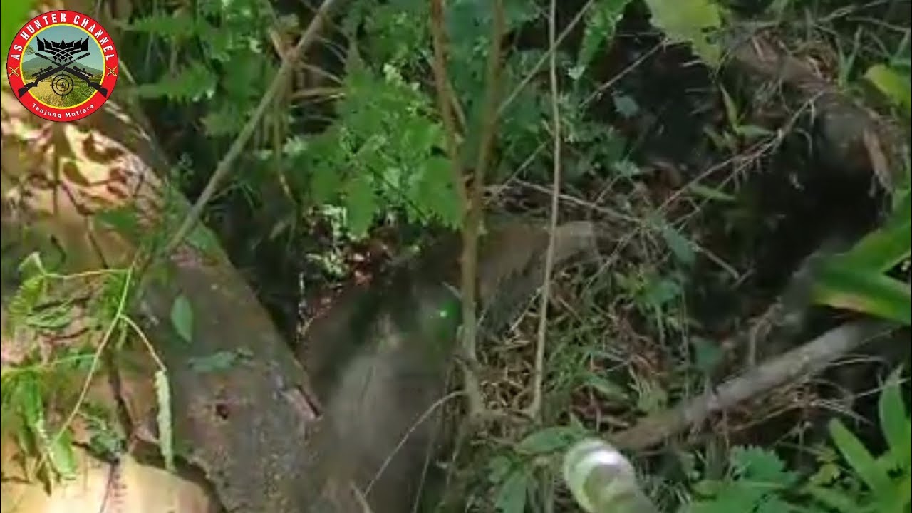 The hunter's lead right on the pig's back