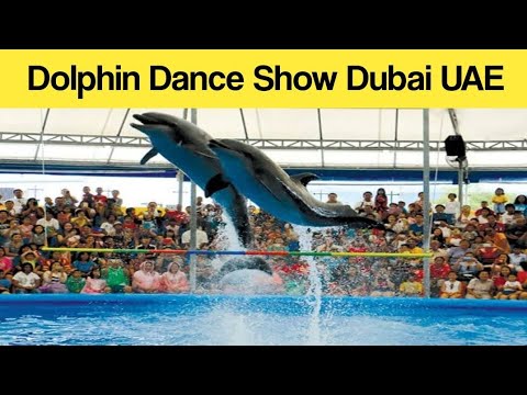 Dolphin Show Dubai UAE FULL VIDEO 2023 |Best Of Dubai Dolphin Show | Dubai Dolphinarium