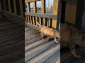猫を呼んだら走って来た