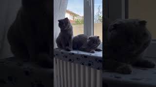 Rest❤️❤️ by Cats Lika and Tom 61 views 1 month ago 1 minute, 20 seconds