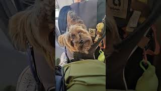 take the train in his baggyy#chilldog #doglove #travel #dogbox