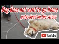 Dog doesn&#39;t want to go home, plays dead on the street  :)