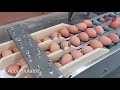 Машина для сортировки яиц ZENYER 5400 яиц в час