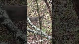 Aldeer