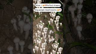 Big jungle mushrooms😍🍄🍄 Wow..! 😍 so tasty #trending #youtubeshorts