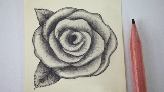 How to draw a rose - free art lesson