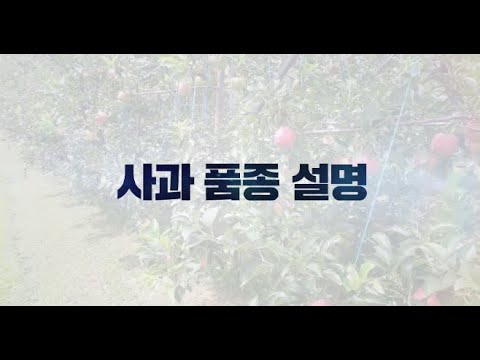 3. 사과품종설명