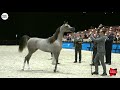 N.20 ALGAMRA - Paris 2018 - Yearling Fillies (Class CM 1B)