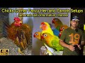 Fancy hen and rooster birds and exotic parrots setup chicks corner karachi    