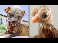 7 Жутких Животных, Которых Вывели Люди