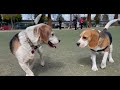 Oliver meets 30 other beagles! [4K] の動画、YouTube動画。