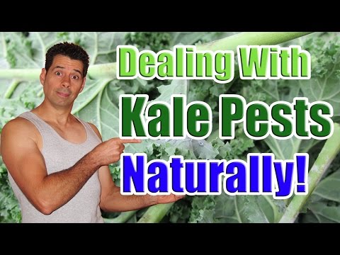 Dealing with Common Kale Pests Naturally (Caring for Kale Plants in the Garden)