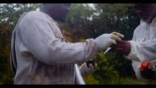 POLLEN SUB APPLICATION   IAC