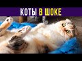 Приколы с котами. КОТЫ В ШОКЕ | Мемозг #412