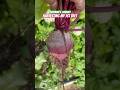 Harvest Beet Root with Me | Urban Garden | Zone 8A GA | Steffanie’s Journey