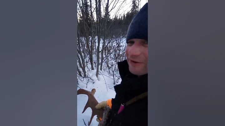 searching for moose antlers