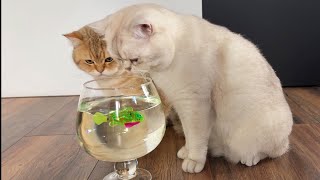 Cats and fish 🐠