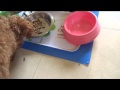 アボ･ダームオリジナルを食べる愛犬たち