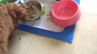 アボ･ダームオリジナルを食べる愛犬たち