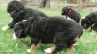 Roy Yoder's Bernese Mountain Dog Puppies DOB 2/9