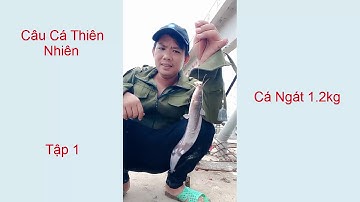 SĂN CÁ NGÁT TẠI ĐÂP NGĂN NƯỚC CẦU MƯƠNG CHUỐI NHÀ BÈ || Ngà Nhà Bè
