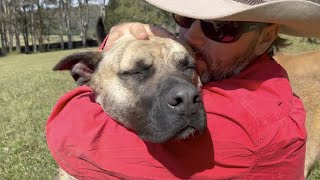 From Unwanted Shelter Dog to Most Loved Family Dog | Rosco the Mastiff X