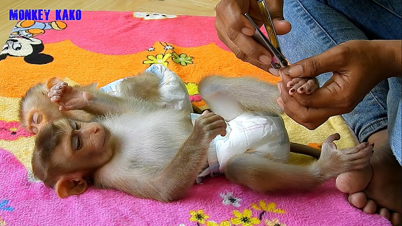 Cute Monkey, Mother Cleaning And Cutting Nails For Baby Luna While Tiny Nina Sleeping Nearly Her