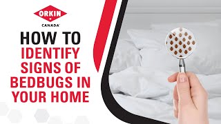 How To Identify Signs Of Bedbugs In Your Home | Orkin Canada