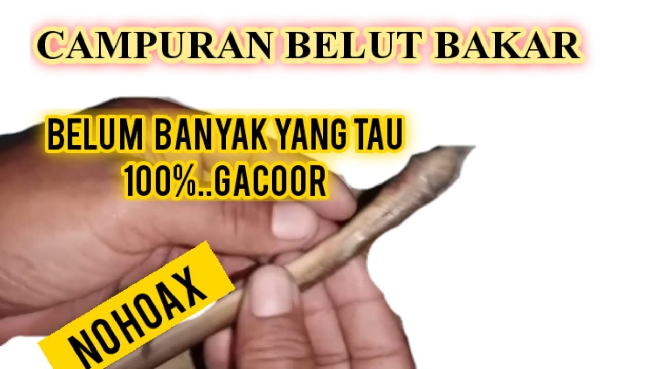 BELUM BANYAK YANG TAHU CAMPURAN UNTUK BELUT BAKAR..UMPAN GALATAMA Lele