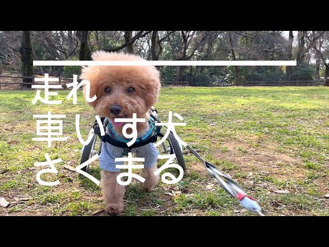 【トイプードル】車いす犬　原っぱを走ってきました！