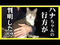 【行方不明になった猫のハナちゃん】４年が経ち、意外な事実が判明！？