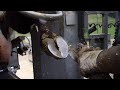 🐄Hoof Trimming Services COWS HOOF CLEANING 🐄Big Cows