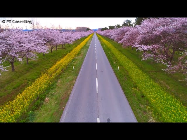 空撮 秋田県大潟村「桜と菜の花ロード」 Aerial Shoot above Cherry