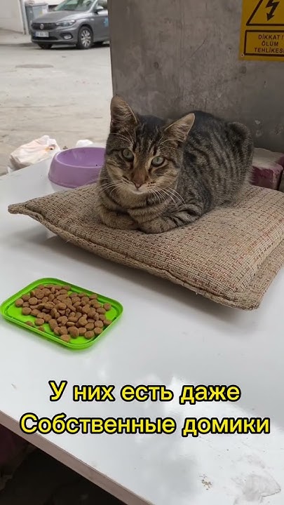 Котики в Турции - YouTube