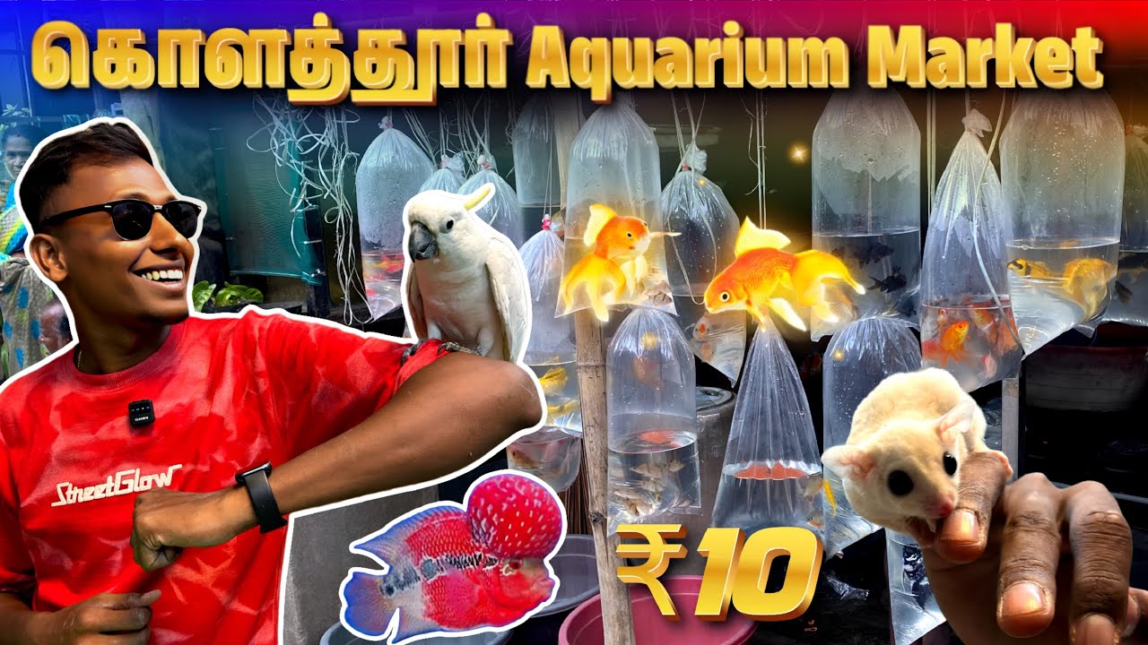 💥 Chennai’s Biggest Pet & Fish Market | Kolathur Pet Market | Fish, Gliders, Plants 