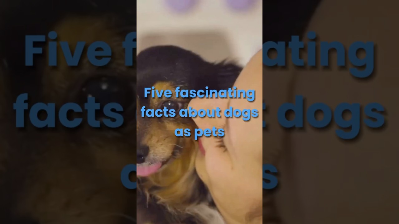 Having a dog can really help against loneliness! Follow for more fun facts 