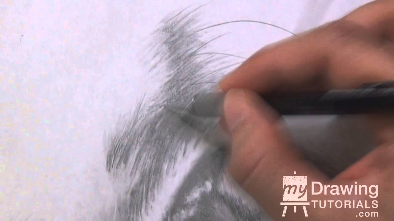 Drawing Pet Portraits Part 4 – Adding Texture to the Fur