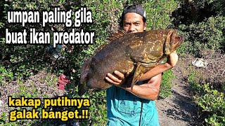 umpan paling jitu ikan kakap putih dan krapu super babon