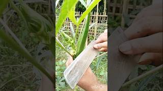 🌿 From Farm to Art 🔪 #shorts #ytshorts #ladyfinger