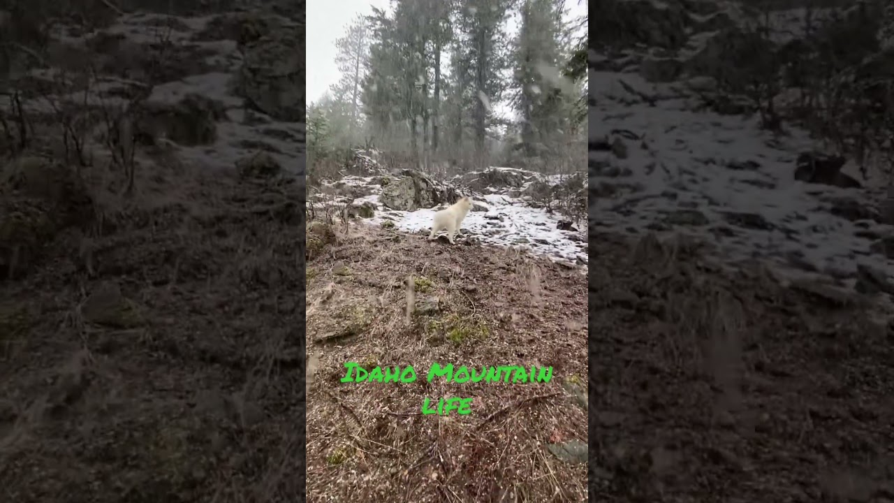 Idaho mountain life 