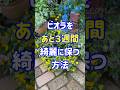 パンビオをもう少しだけ楽しみたい!時はこの方法👍 #ガーデニング #gardening #flowers #パンジー #ビオラ