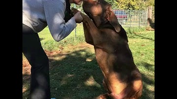 Real Einstein’s Riddle, insane levels 396-400