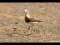 Updated video of our birding and wildlife tours in Mongolia