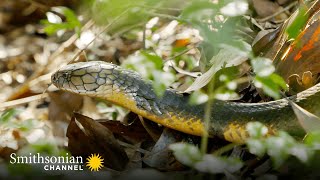 Fascinating: This King Cobra Creates an Elaborate Nest 🥚 Into The Wild India | Smithsonian Channel